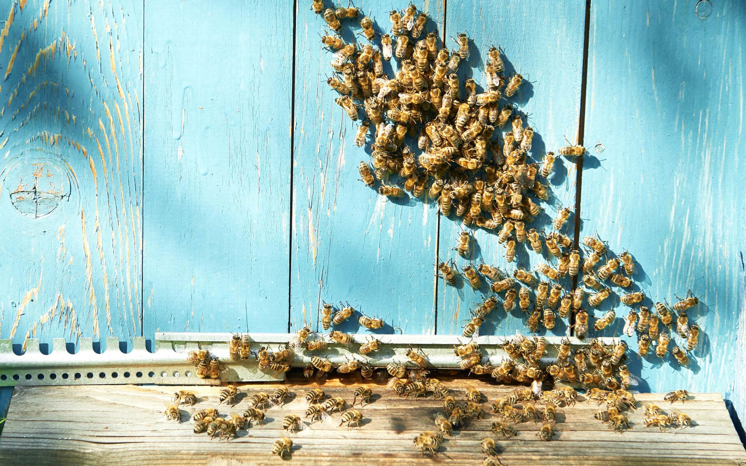 הדבורים חיוניות להמשך השגשוג והשפע בעולם!